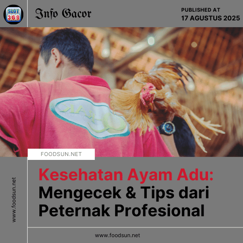 Kesehatan Ayam Adu Mengecek & Tips dari Peternak Profesional